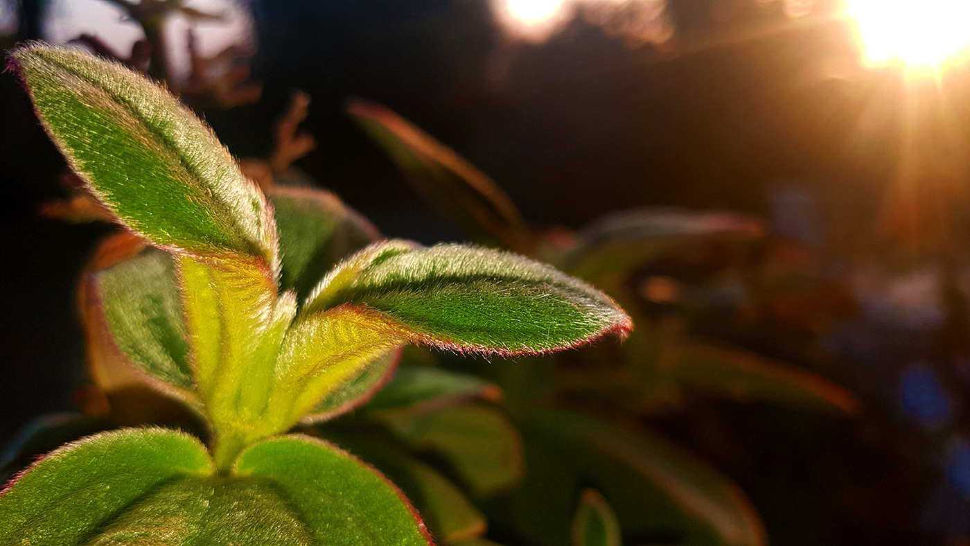 Foto der Woche