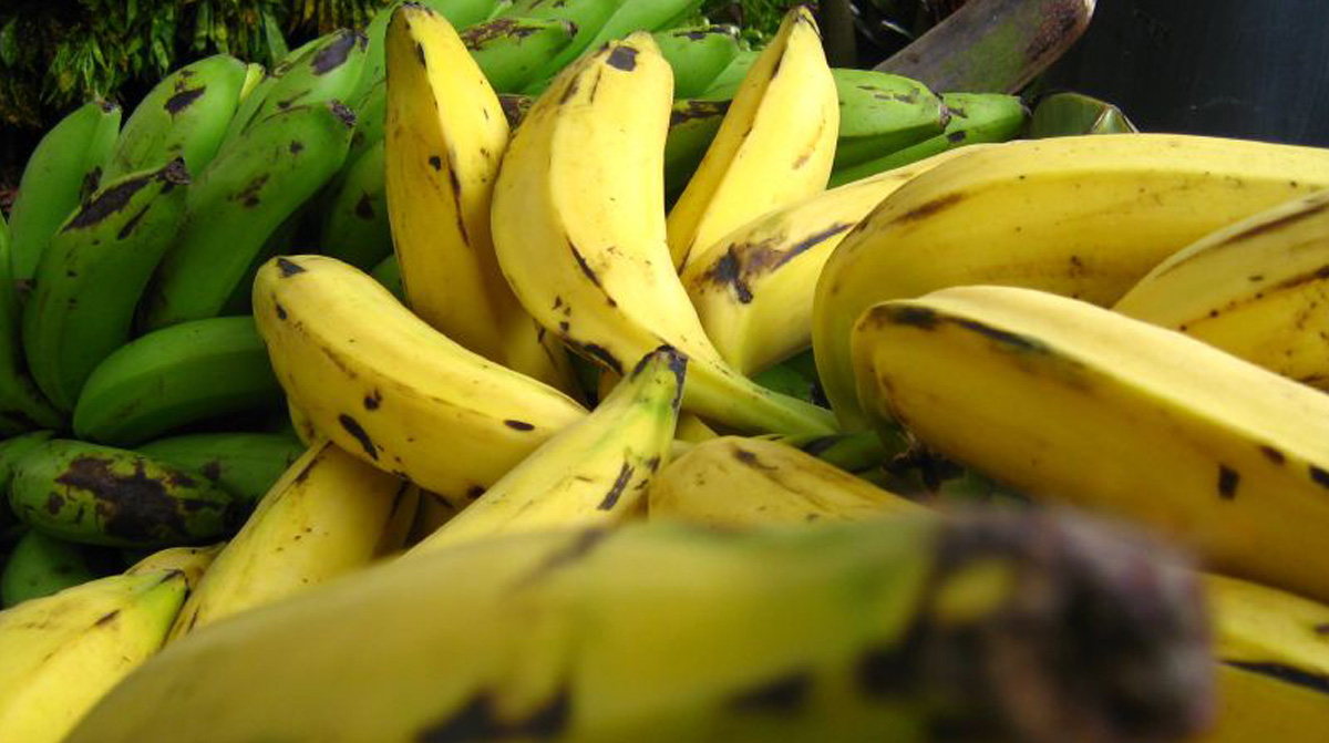 Der bittere Preis der Banane